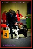  - * Dog Show Luxembourg *