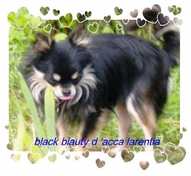 Black beauty d'Acca Larentia