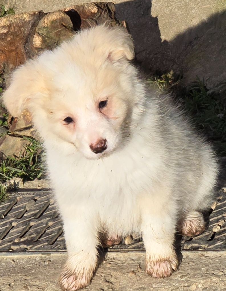 du Paradis des P'tits Cracks - Chiot disponible  - Border Collie