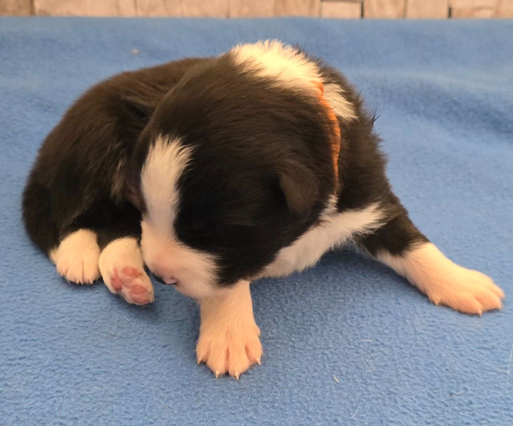 du Paradis des P'tits Cracks - Chiot disponible  - Border Collie