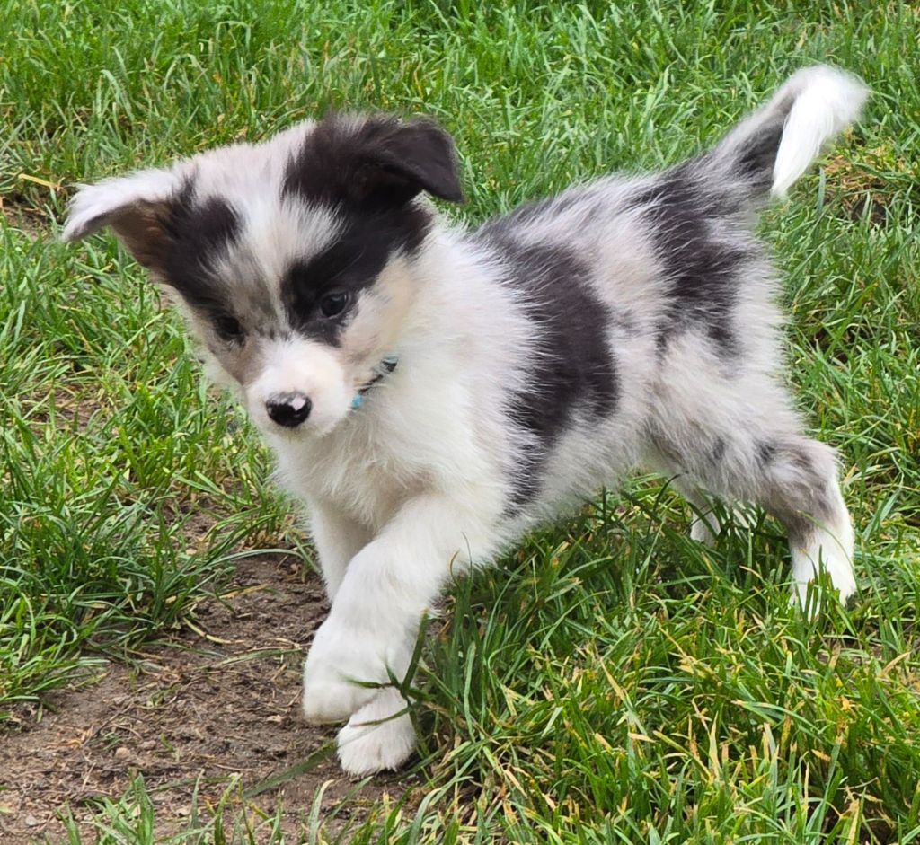 du Paradis des P'tits Cracks - Chiot disponible  - Border Collie