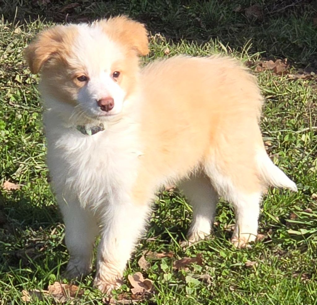 du Paradis des P'tits Cracks - Chiot disponible  - Border Collie