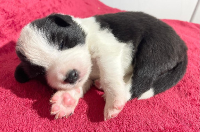 - CHIOT 1 MÂLE  NOIR ET BLANC. 