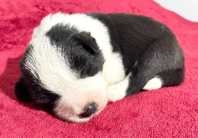 - CHIOT 1 MÂLE  NOIR ET BLANC. 