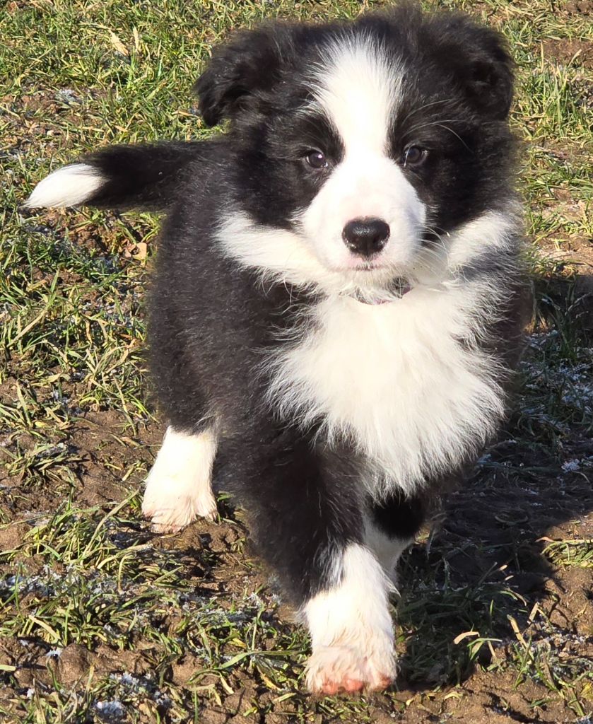 du Paradis des P'tits Cracks - Chiot disponible  - Border Collie