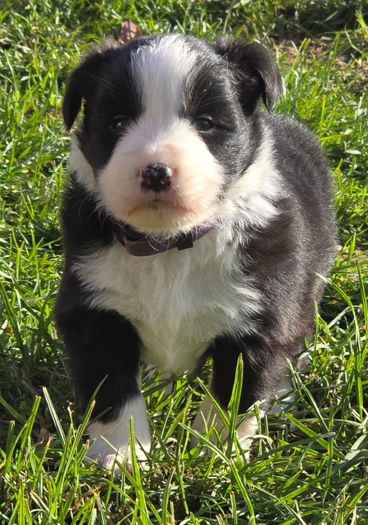 du Paradis des P'tits Cracks - Chiot disponible  - Border Collie