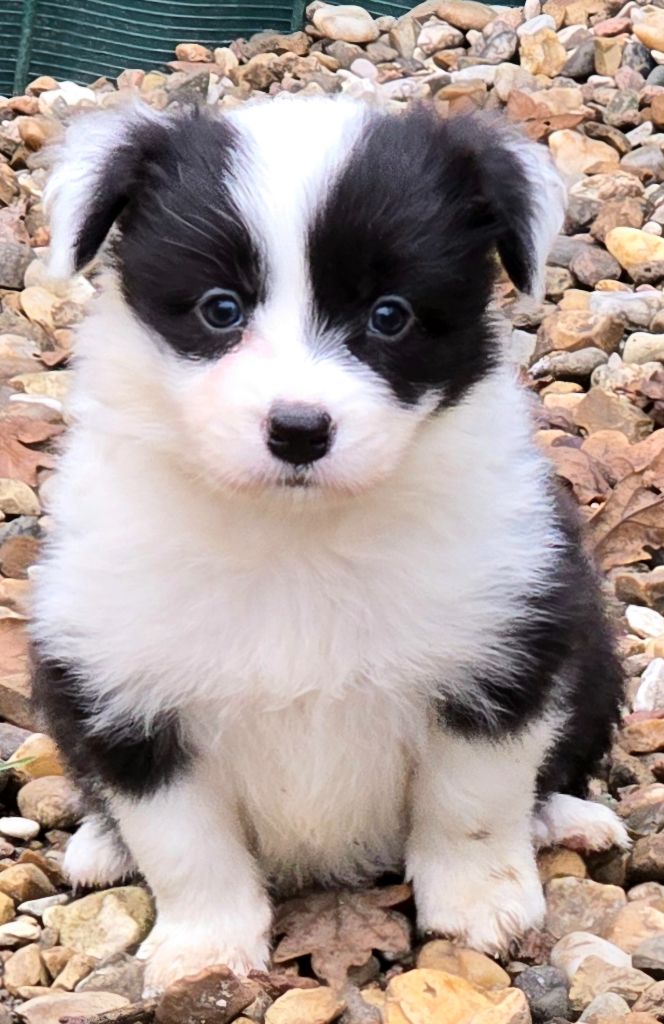 du Paradis des P'tits Cracks - Chiot disponible  - Border Collie