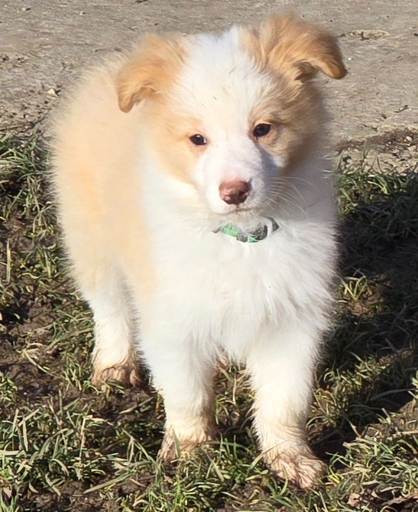 du Paradis des P'tits Cracks - Chiot disponible  - Border Collie