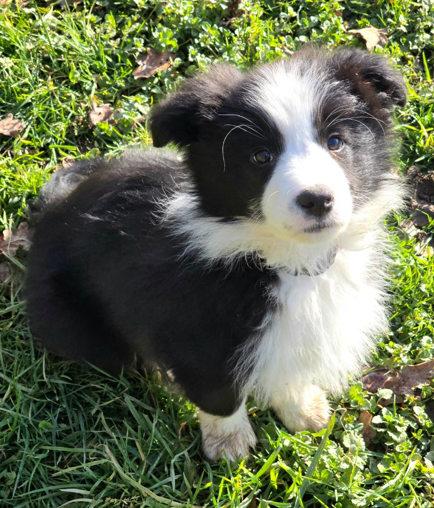 du Paradis des P'tits Cracks - Chiot disponible  - Border Collie