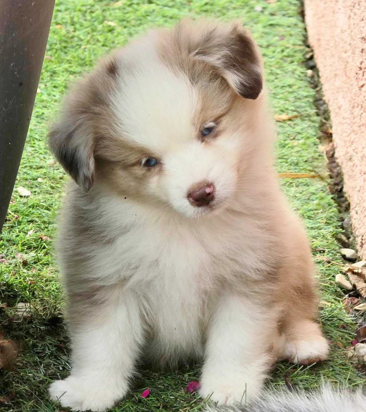 * PROCHAINE NAISSANCE *