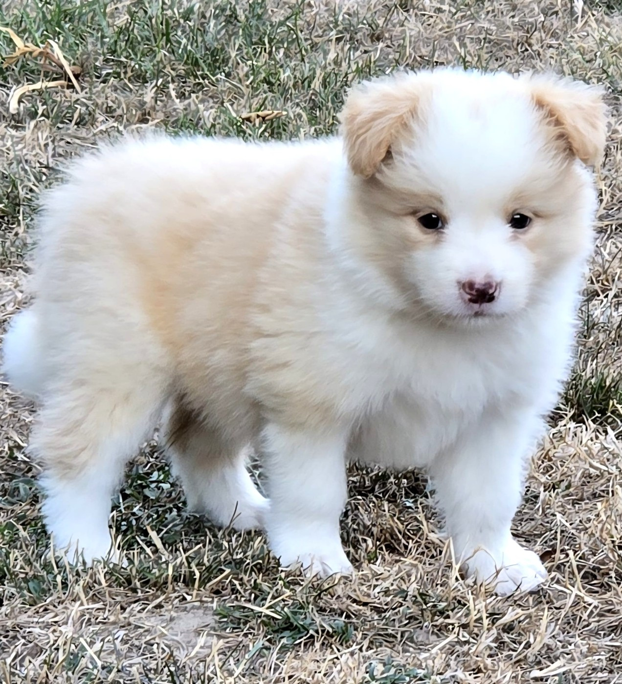 * PROCHAINES NAISSANCES *