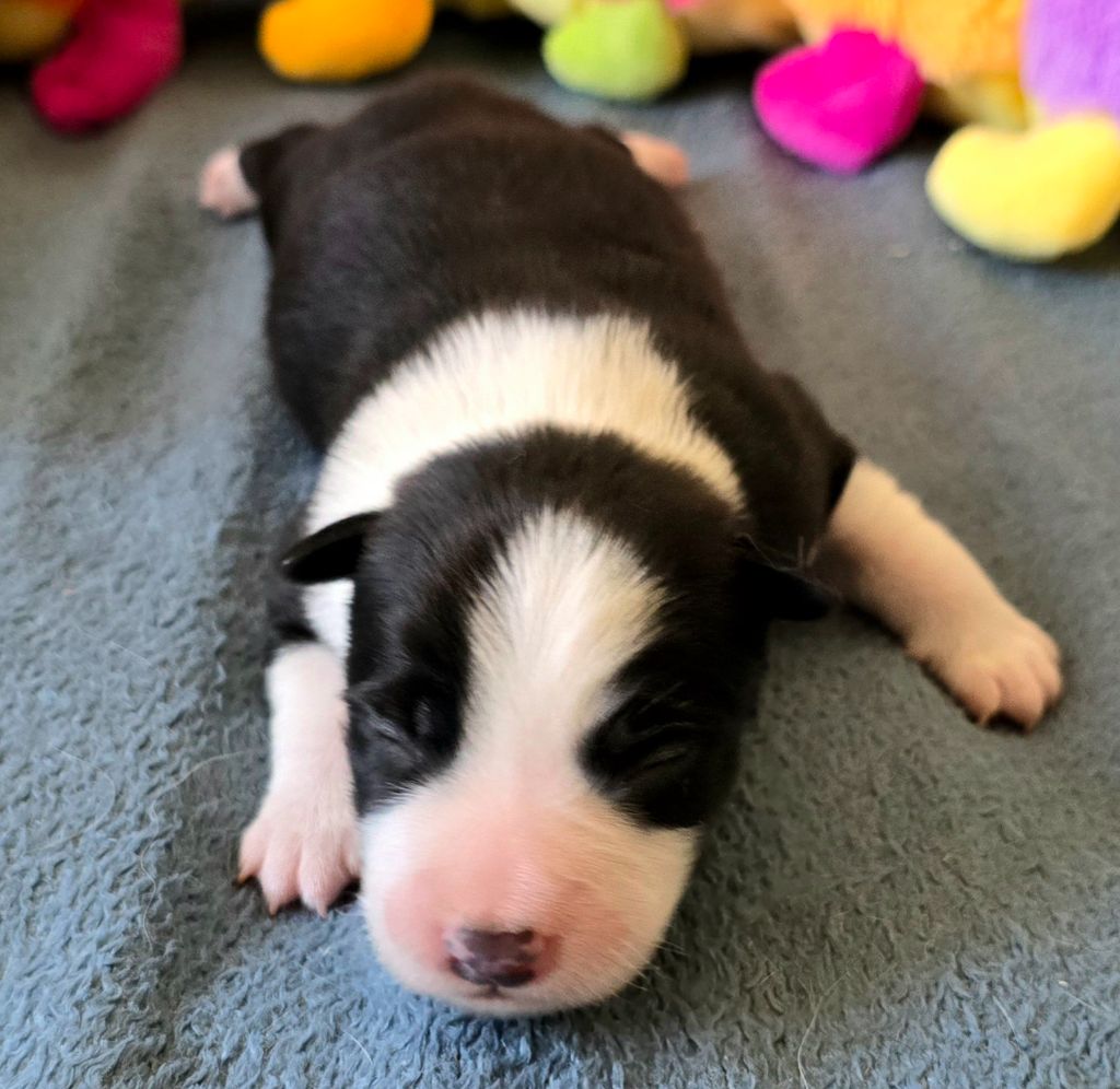 du Paradis des P'tits Cracks - Chiots disponibles - Border Collie