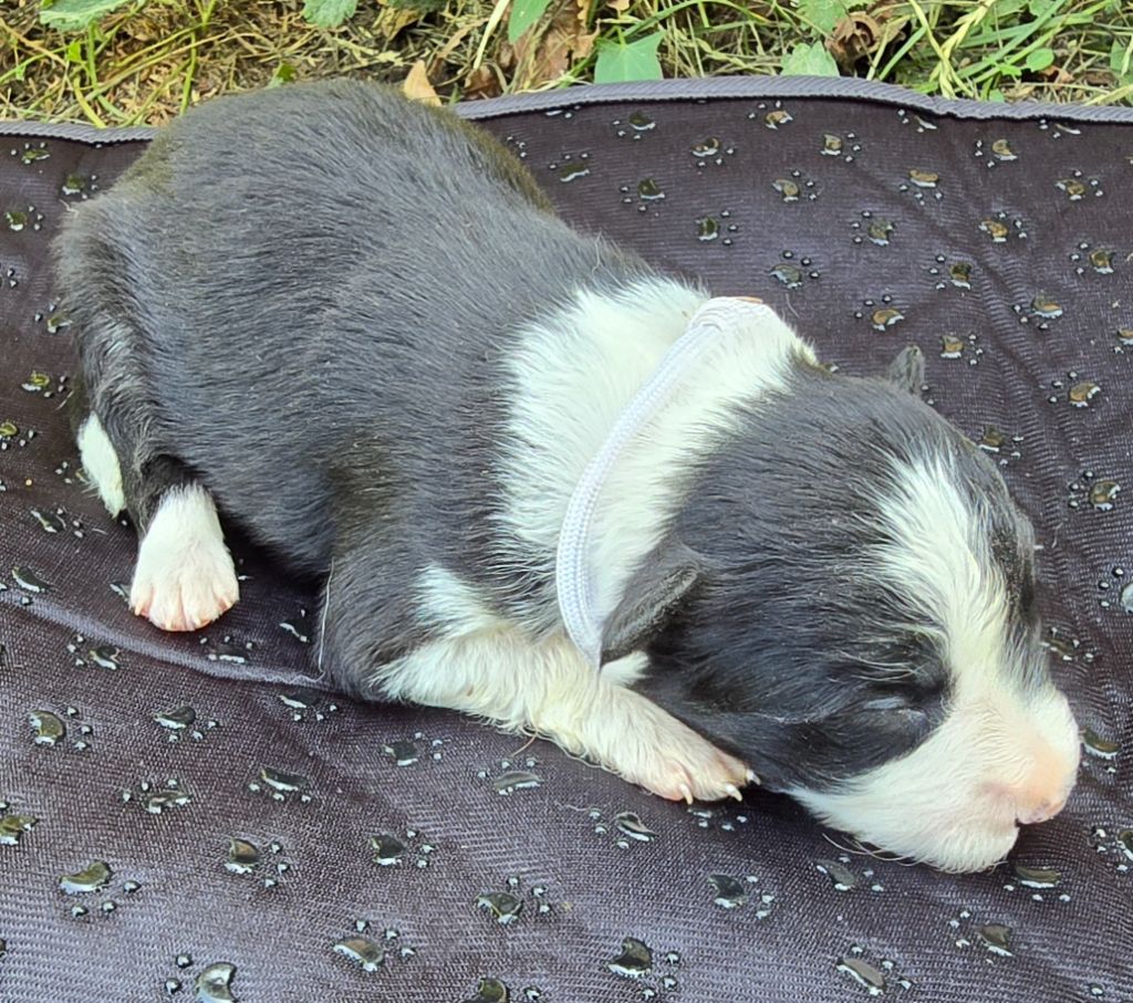 du Paradis des P'tits Cracks - Chiots disponibles - Border Collie