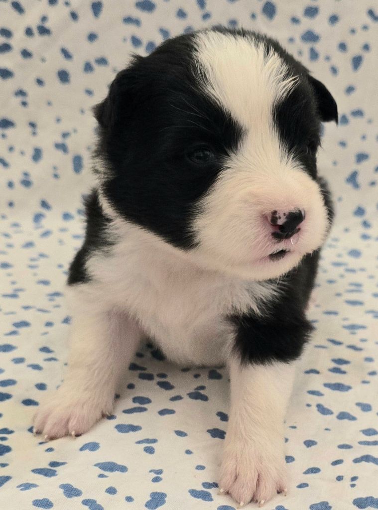 du Paradis des P'tits Cracks - Chiots disponibles - Border Collie