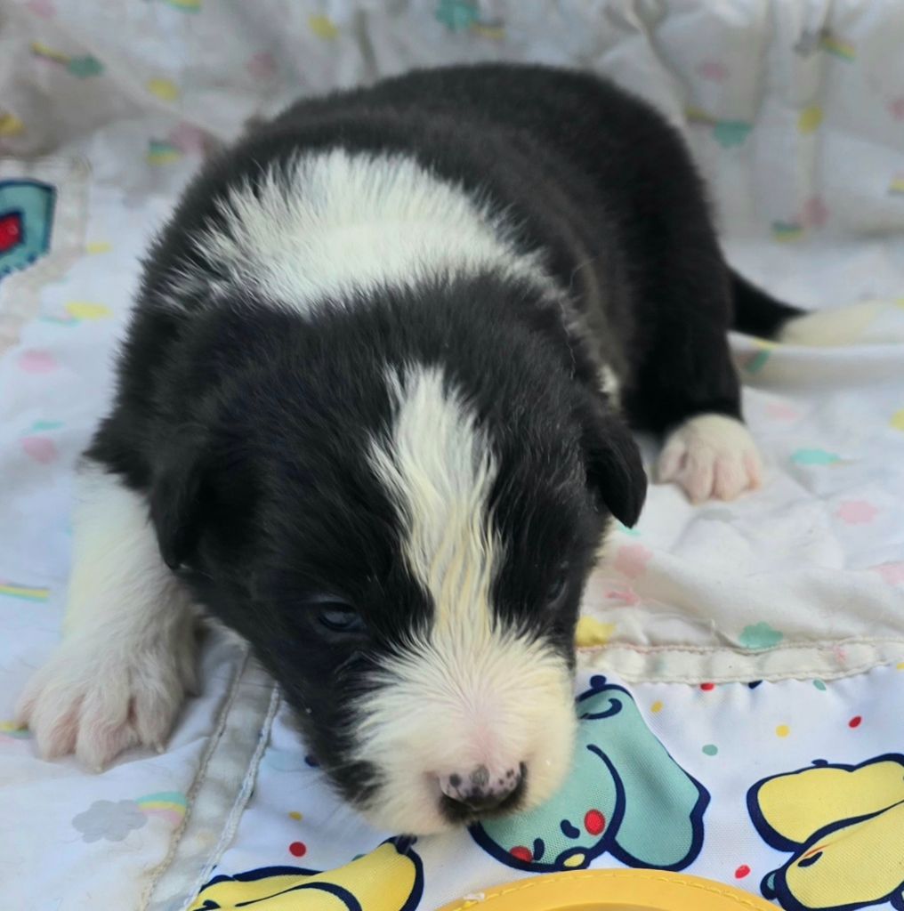 du Paradis des P'tits Cracks - Chiots disponibles - Border Collie