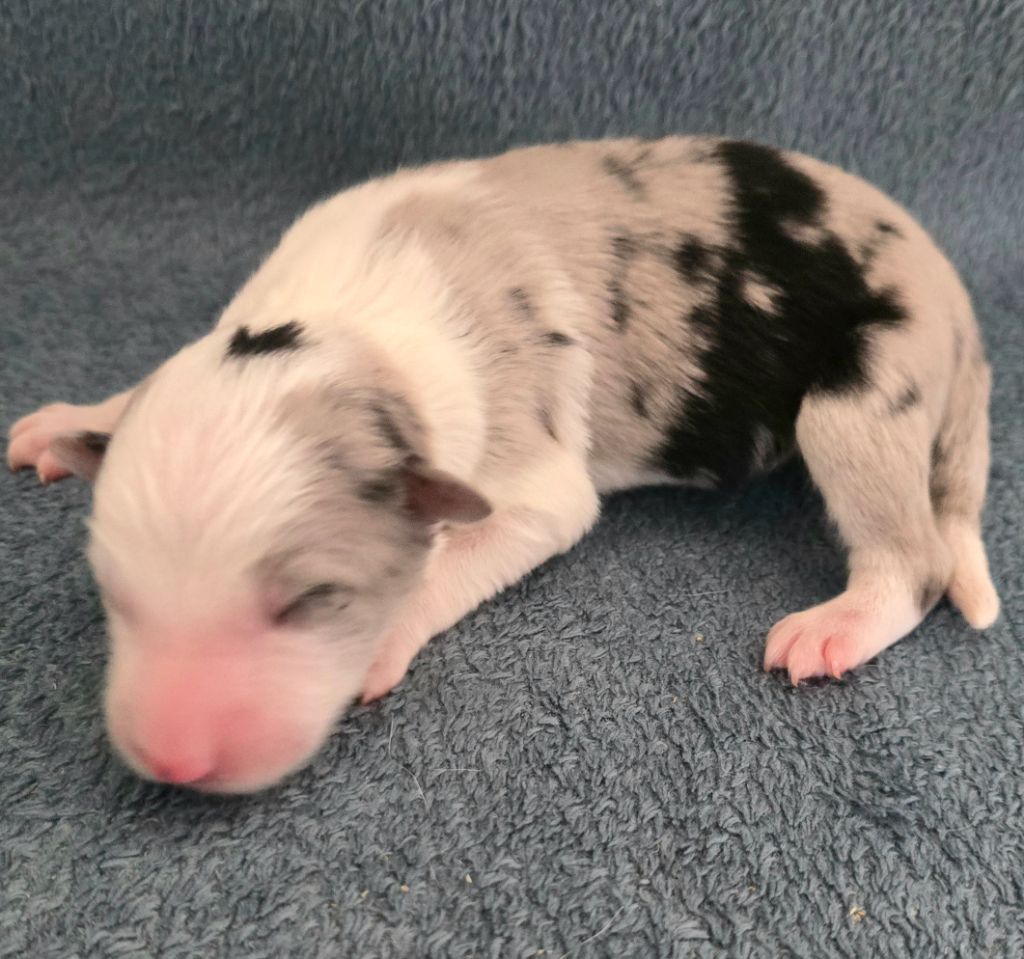 du Paradis des P'tits Cracks - Chiots disponibles - Border Collie