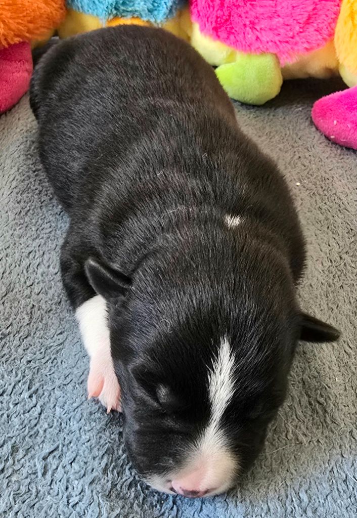 du Paradis des P'tits Cracks - Chiots disponibles - Border Collie