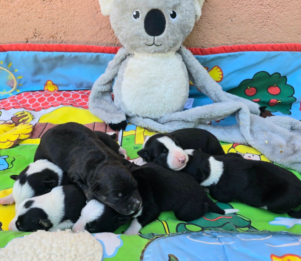 Chiot Border Collie du Paradis des P'tits Cracks