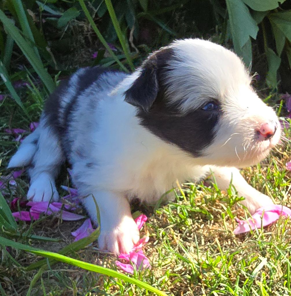 du Paradis des P'tits Cracks - Chiots disponibles - Border Collie