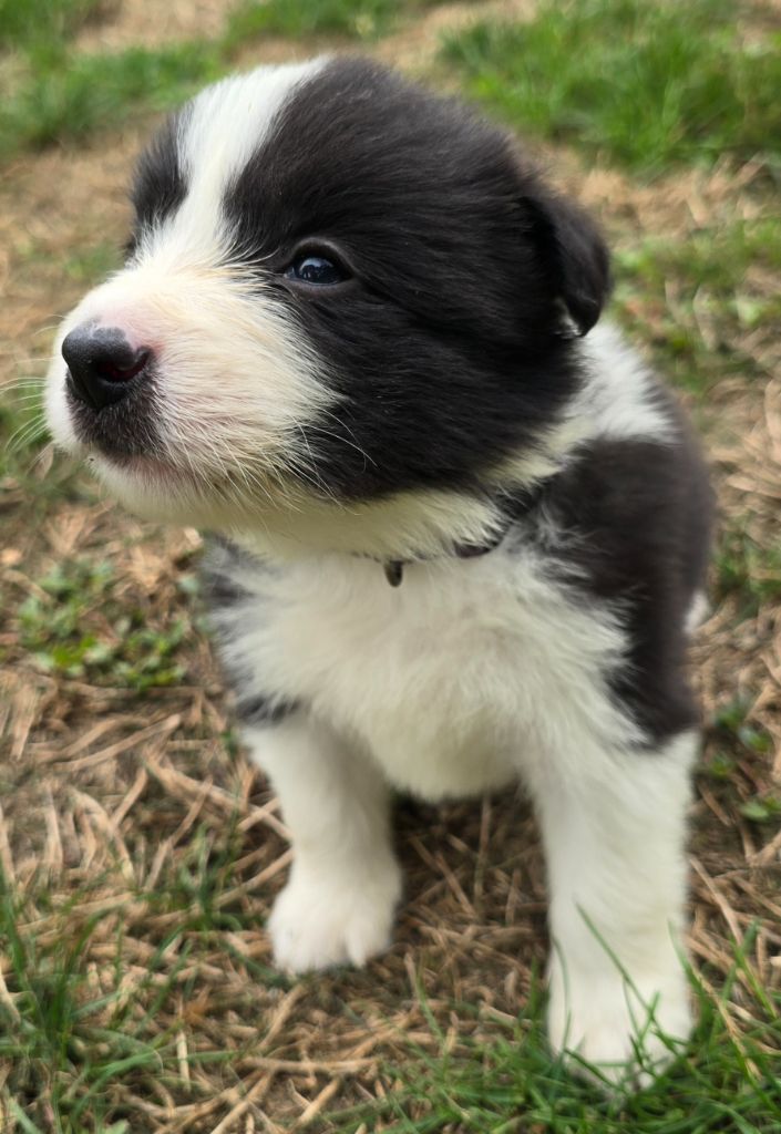 du Paradis des P'tits Cracks - Chiots disponibles - Border Collie