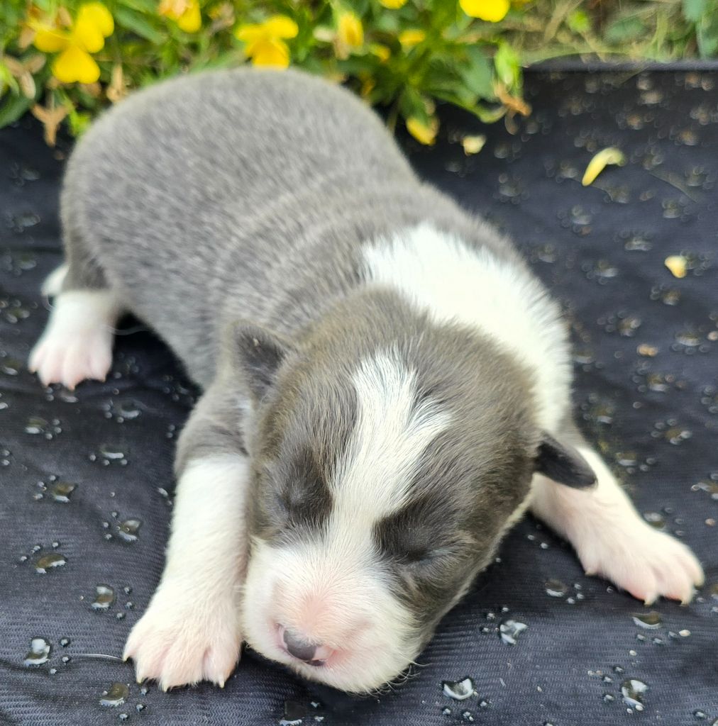 du Paradis des P'tits Cracks - Chiots disponibles - Border Collie