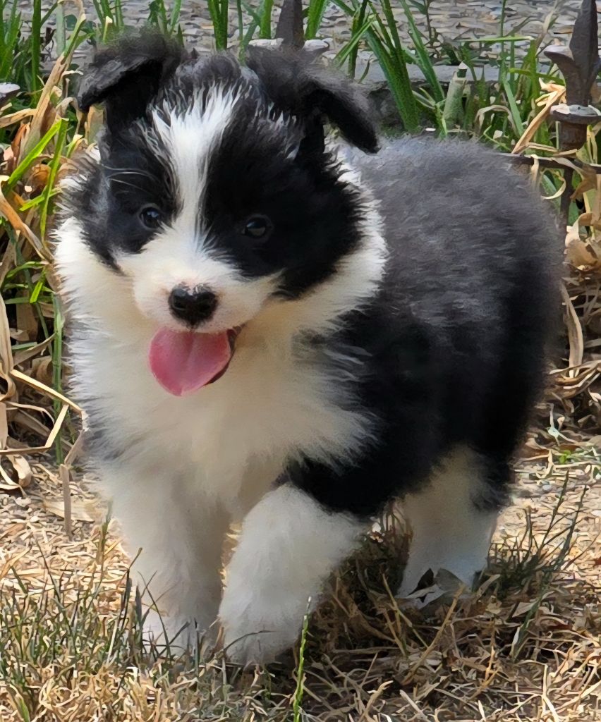 du Paradis des P'tits Cracks - Chiots disponibles - Border Collie