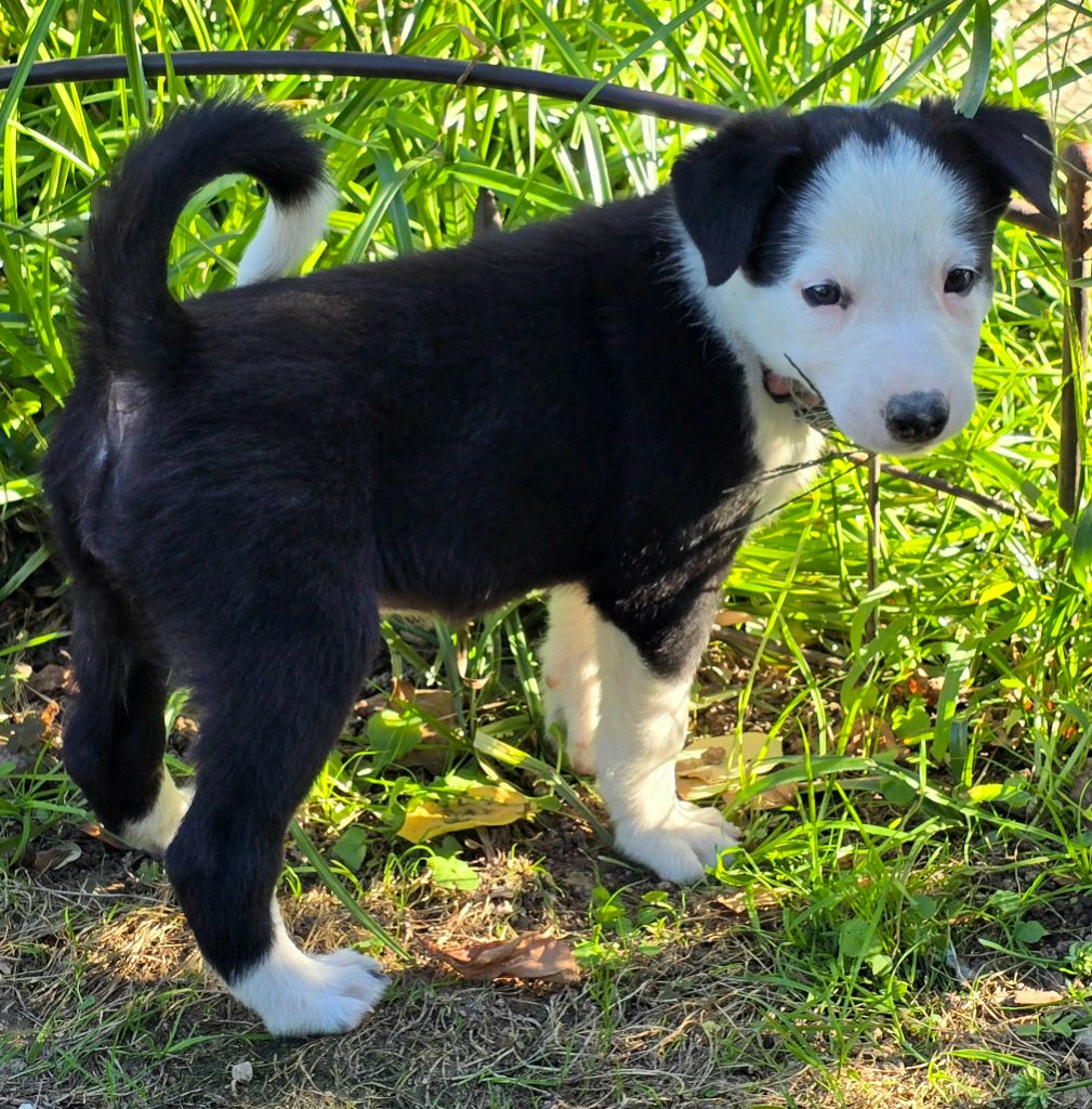 du Paradis des P'tits Cracks - Chiots disponibles - Border Collie