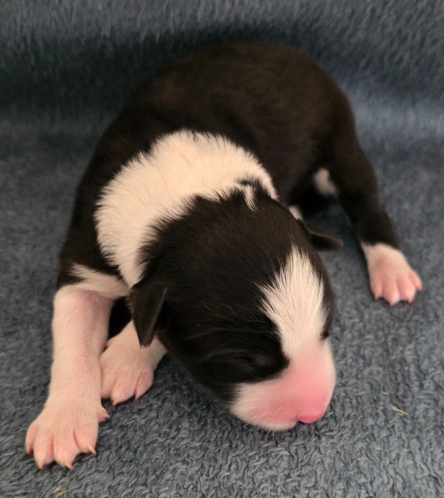 du Paradis des P'tits Cracks - Chiots disponibles - Border Collie