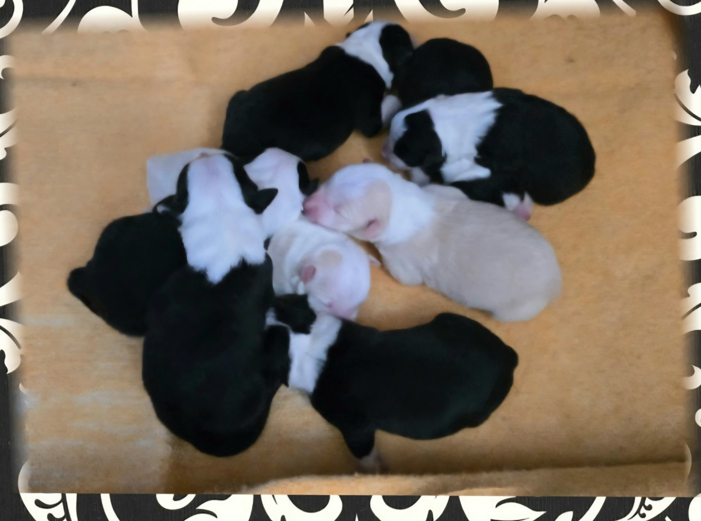 Chiot Border Collie du Paradis des P'tits Cracks