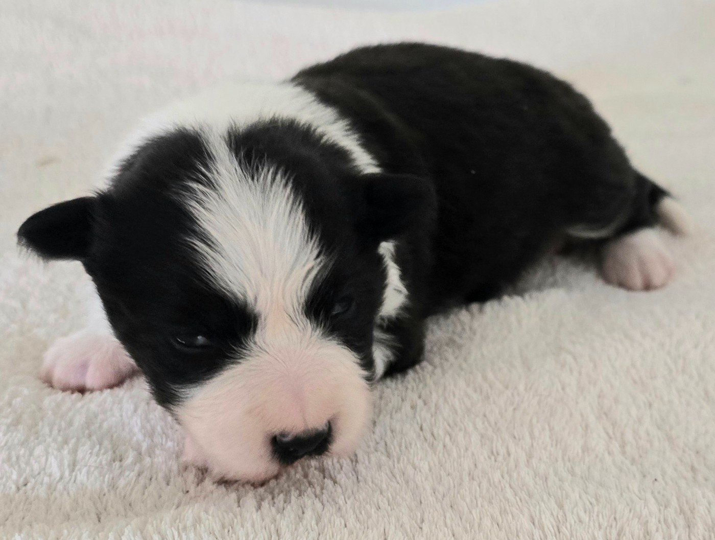 du Paradis des P'tits Cracks - Chiots disponibles - Border Collie