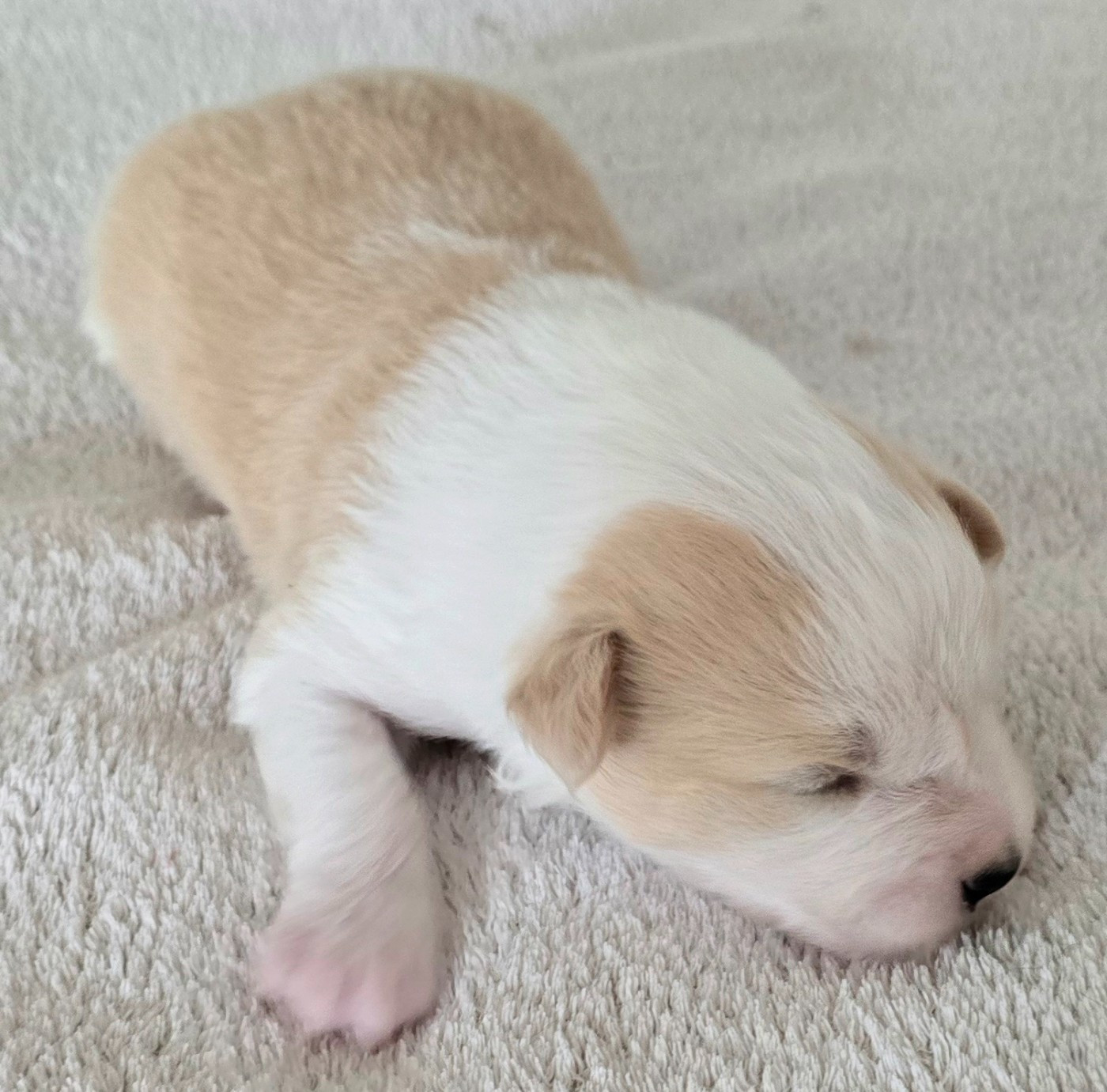 du Paradis des P'tits Cracks - Chiots disponibles - Border Collie