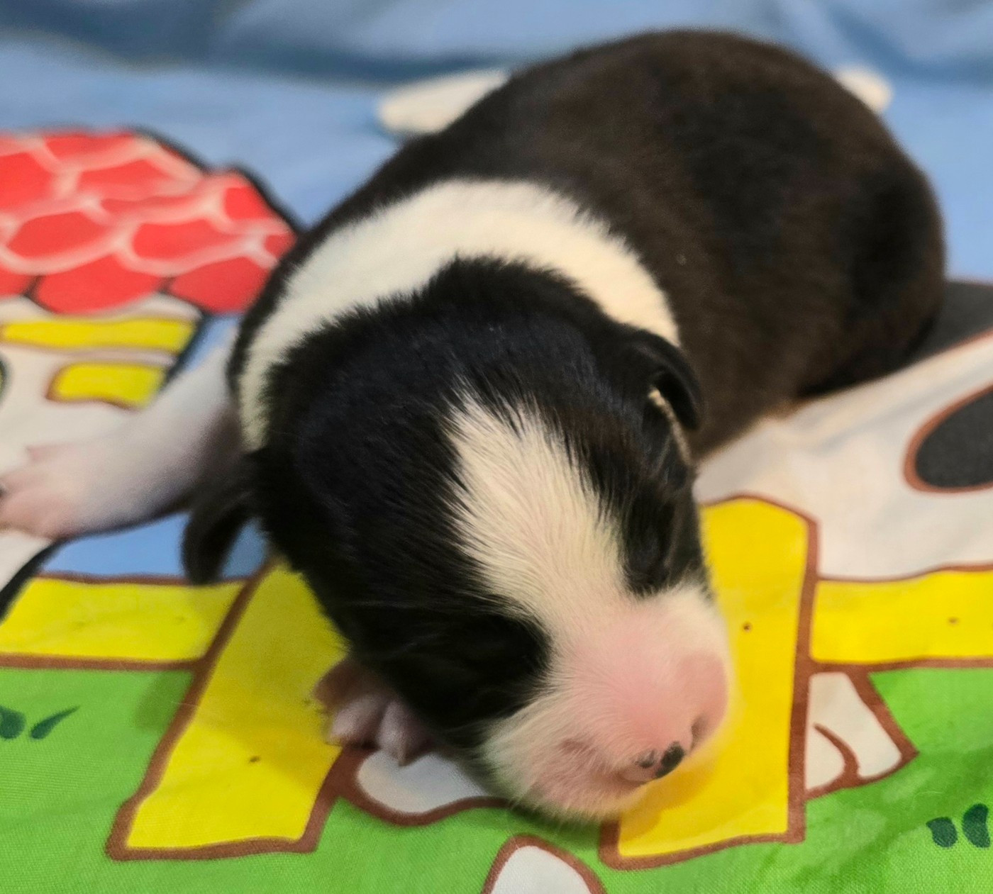 du Paradis des P'tits Cracks - Chiots disponibles - Border Collie