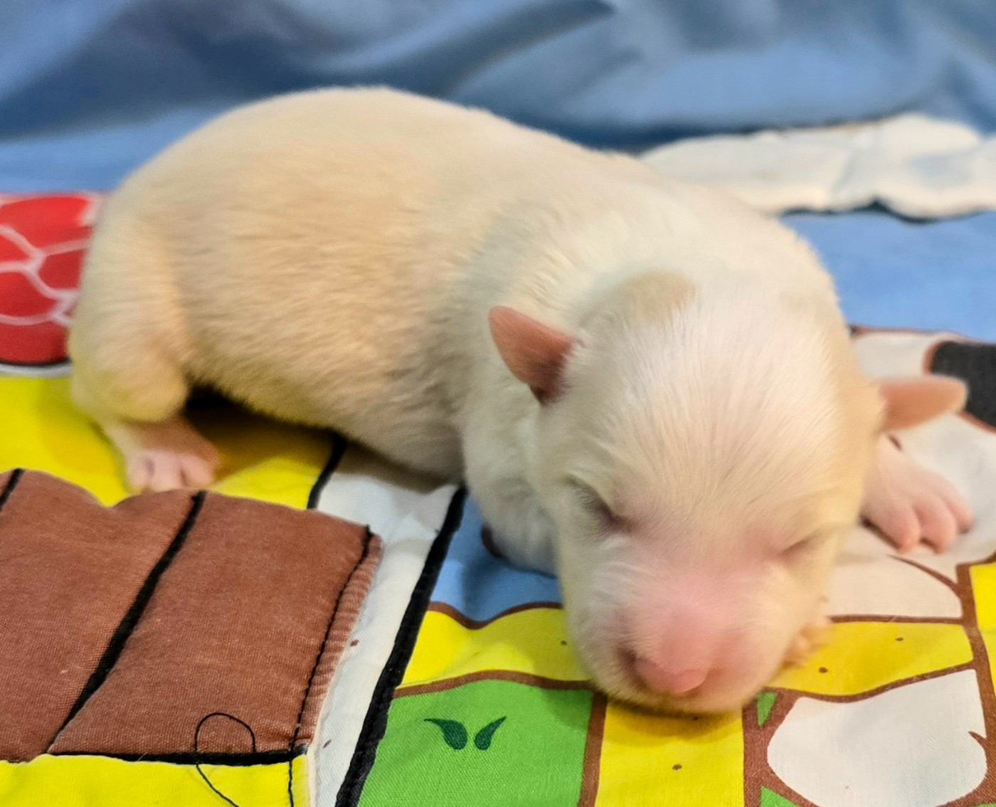 du Paradis des P'tits Cracks - Chiots disponibles - Border Collie