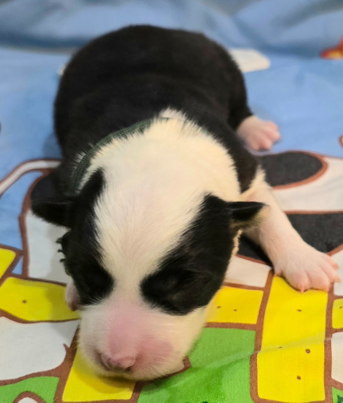 du Paradis des P'tits Cracks - Chiots disponibles - Border Collie