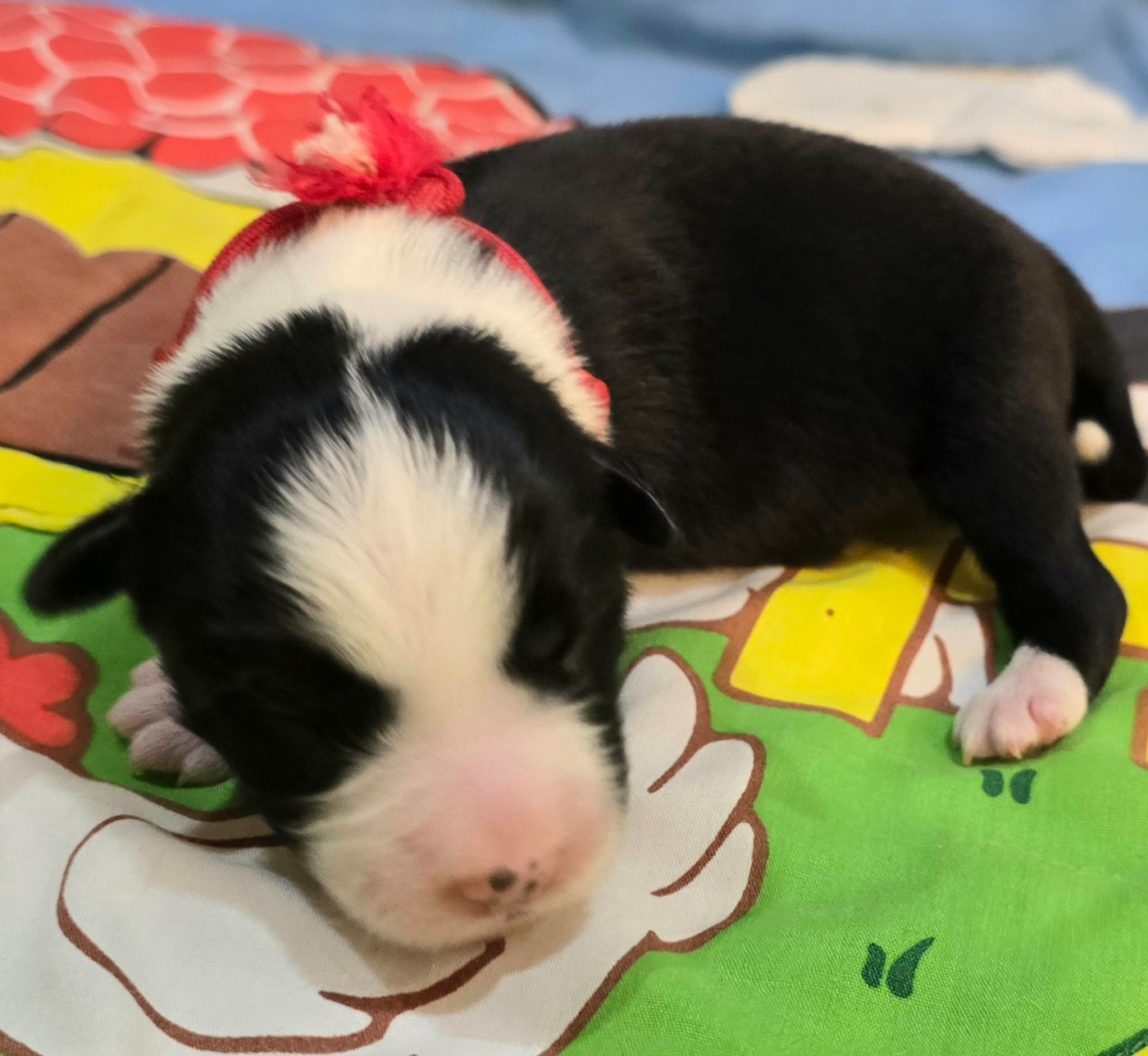 du Paradis des P'tits Cracks - Chiots disponibles - Border Collie