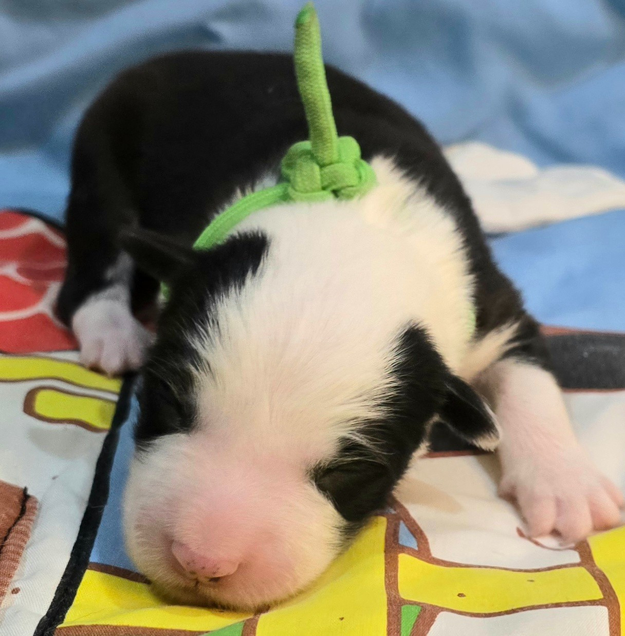 du Paradis des P'tits Cracks - Chiots disponibles - Border Collie