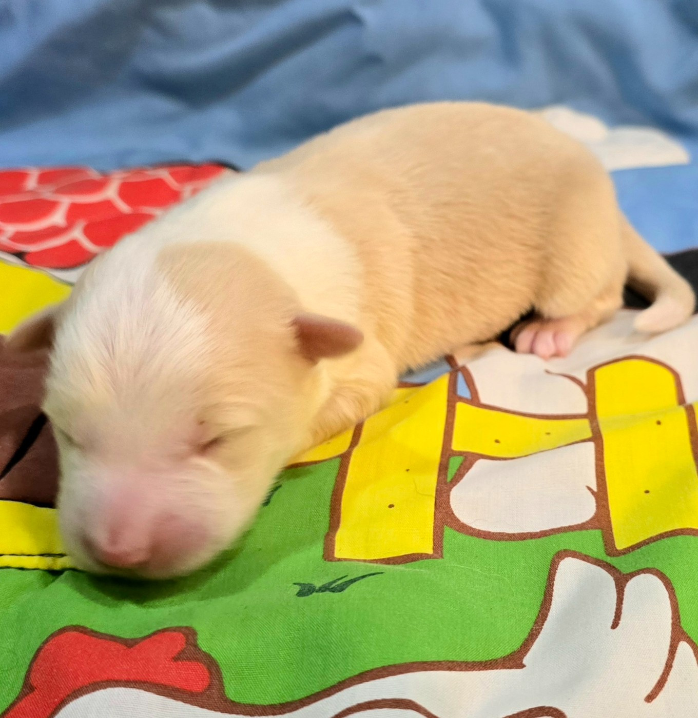 du Paradis des P'tits Cracks - Chiots disponibles - Border Collie