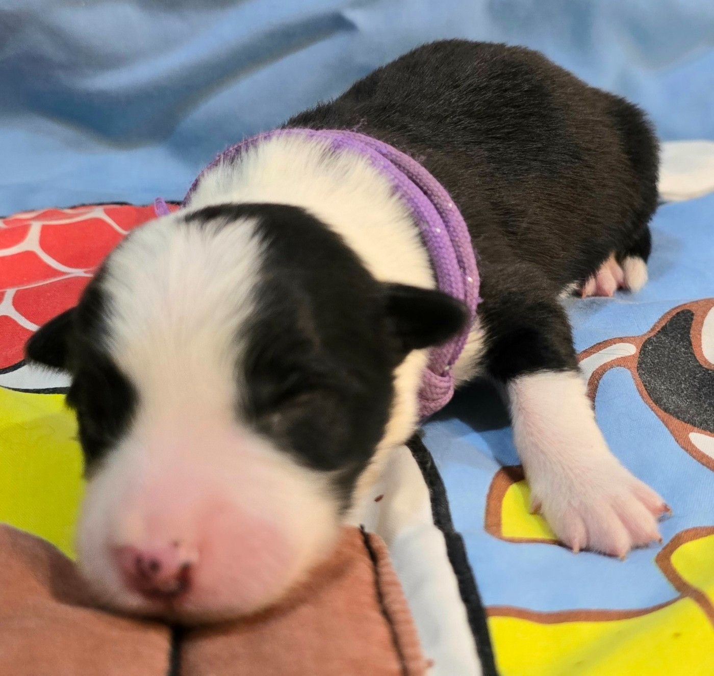 du Paradis des P'tits Cracks - Chiots disponibles - Border Collie