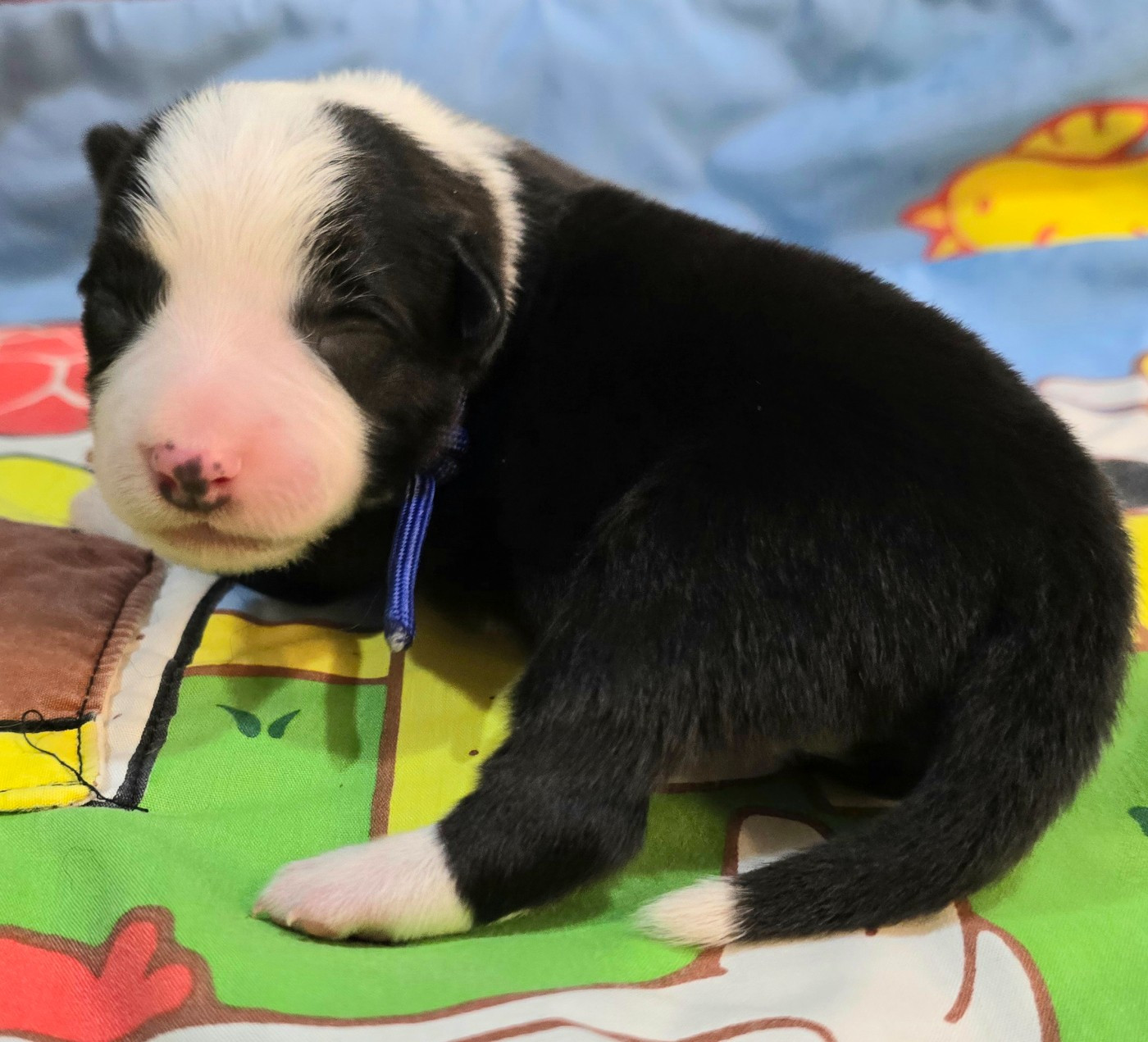 du Paradis des P'tits Cracks - Chiots disponibles - Border Collie