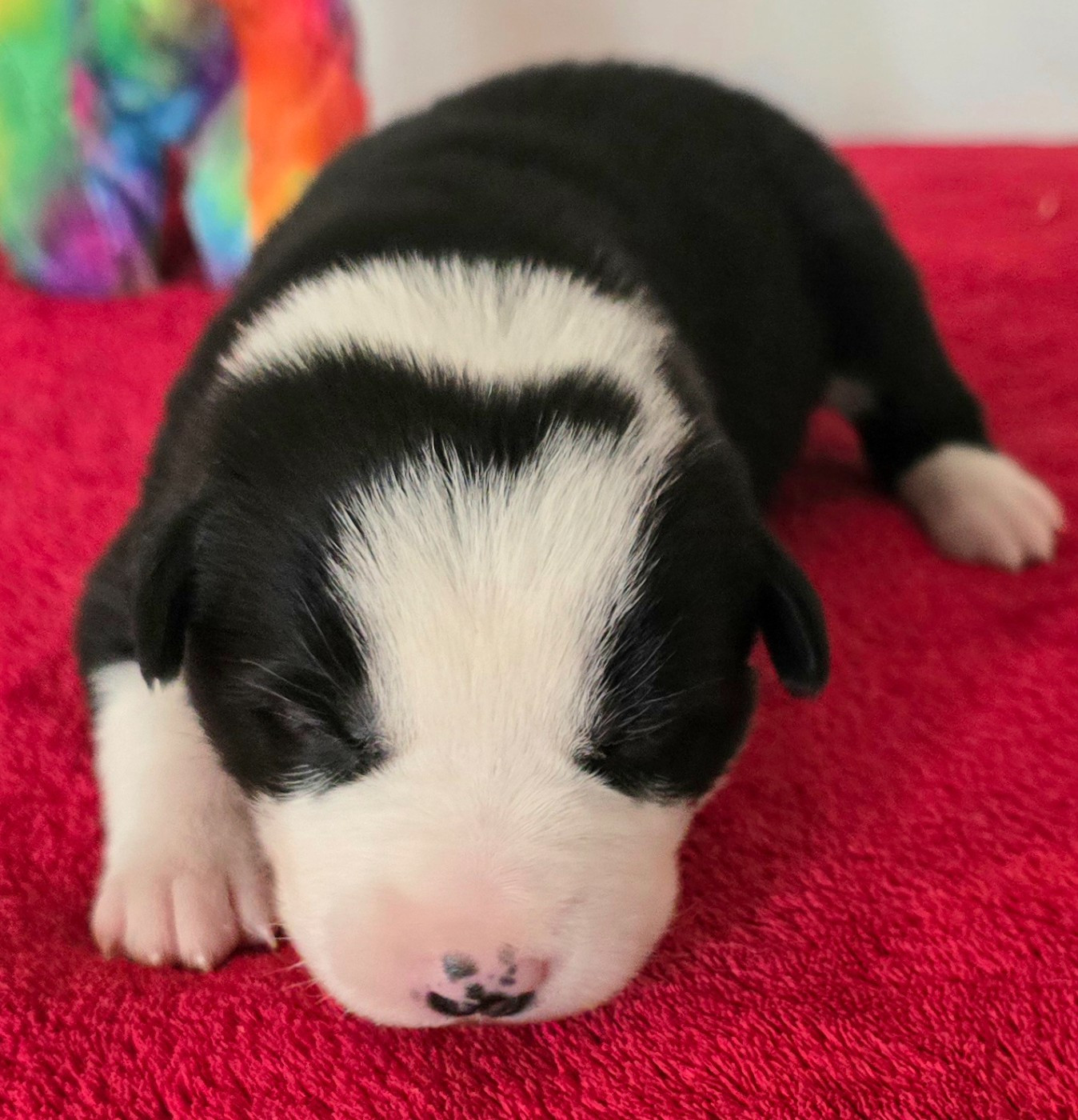 du Paradis des P'tits Cracks - Chiots disponibles - Border Collie