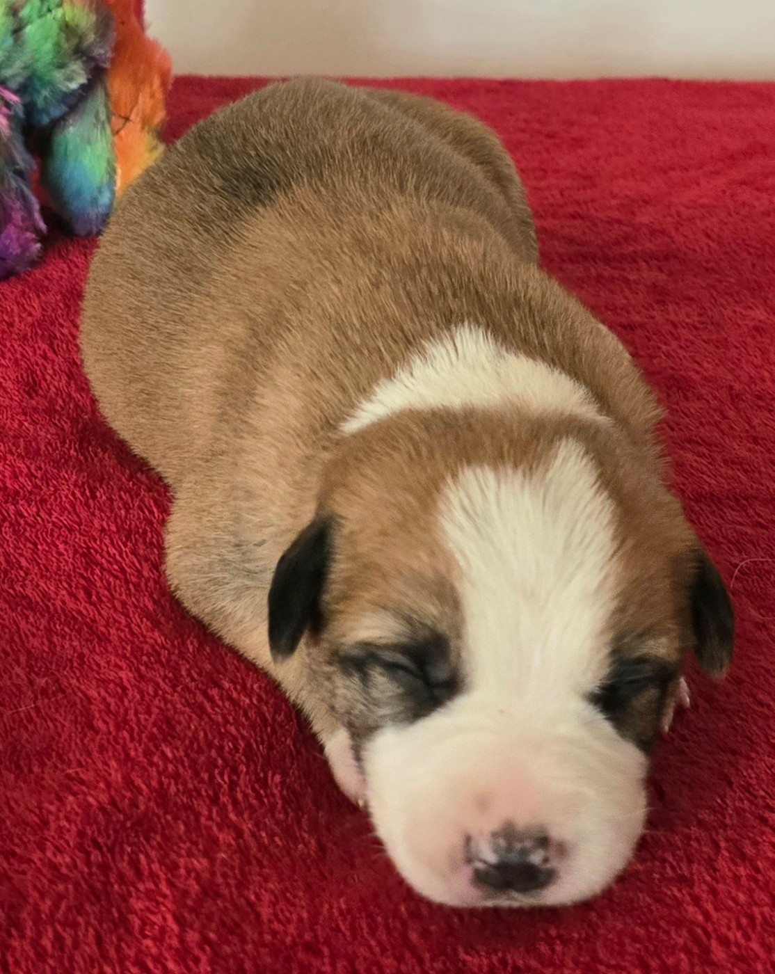 du Paradis des P'tits Cracks - Chiots disponibles - Border Collie