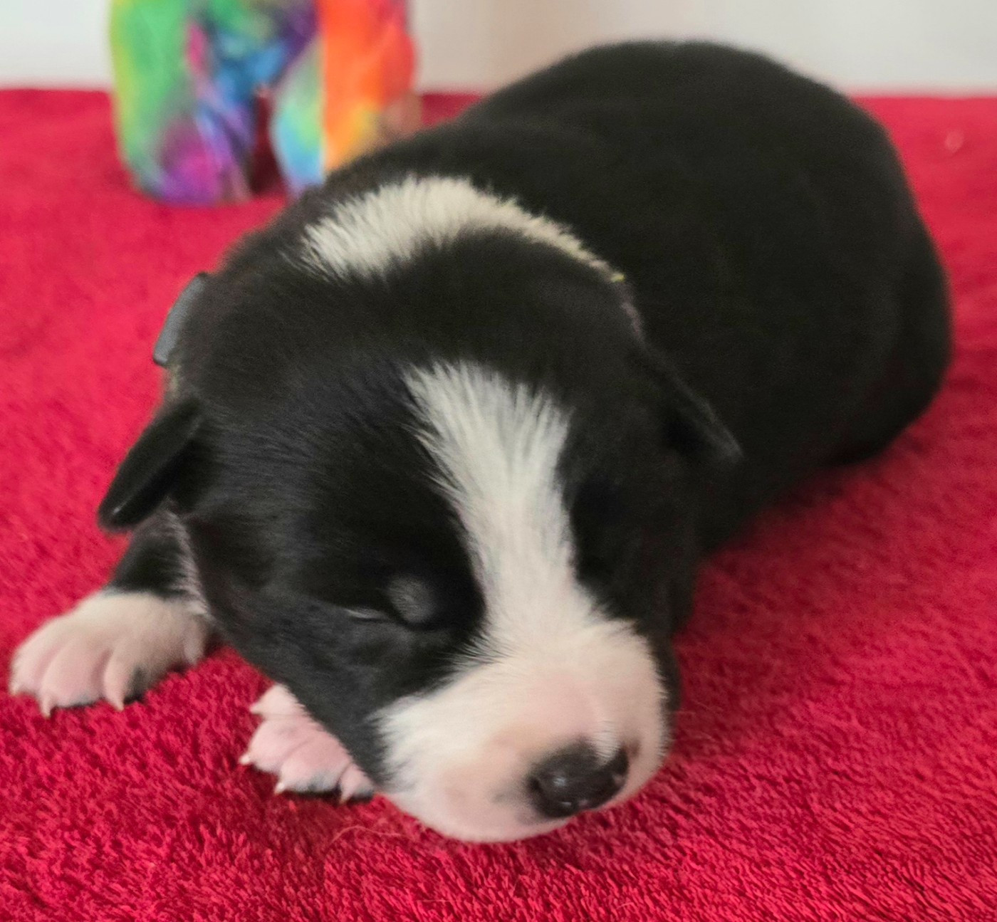 du Paradis des P'tits Cracks - Chiots disponibles - Border Collie