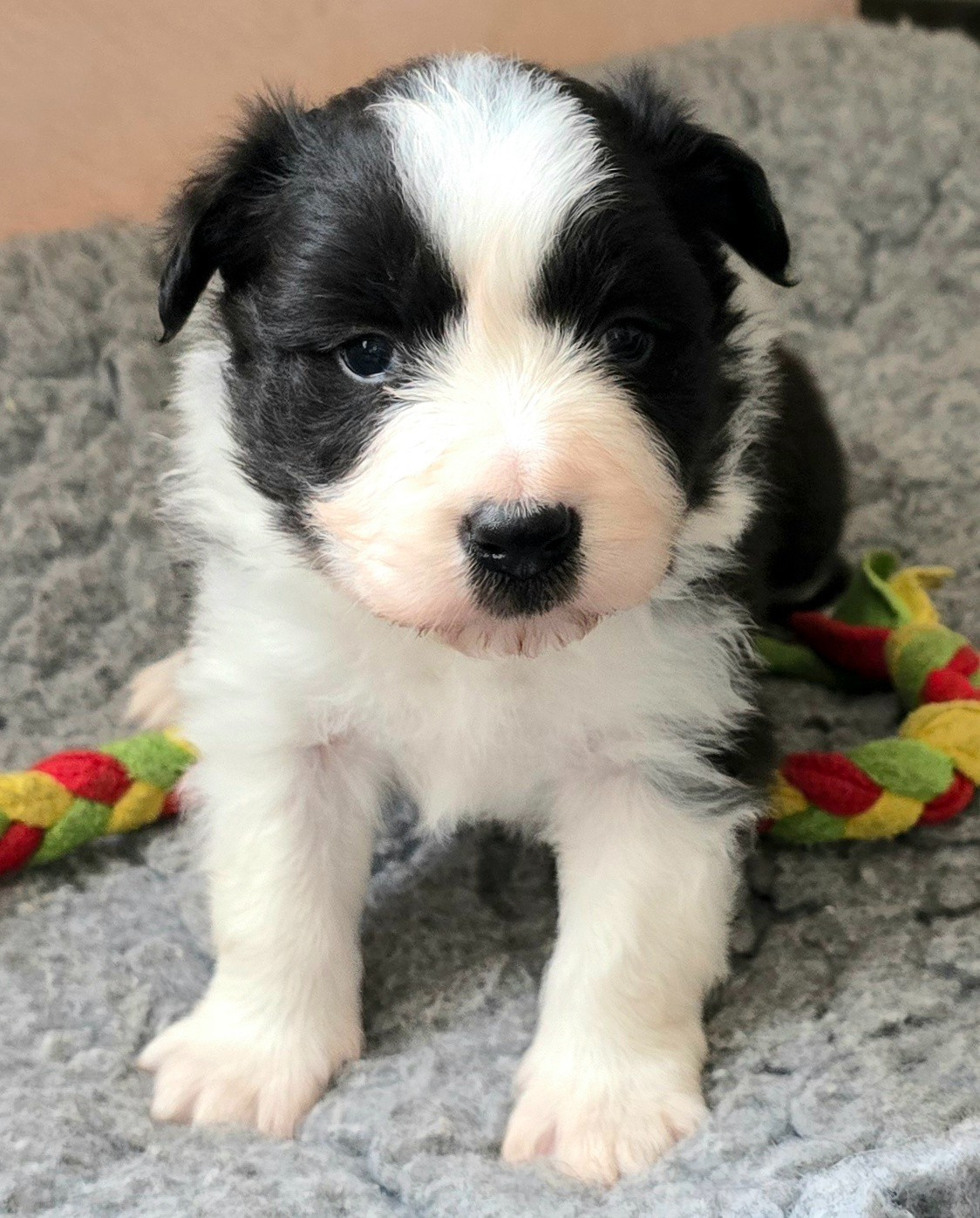 du Paradis des P'tits Cracks - Chiots disponibles - Border Collie