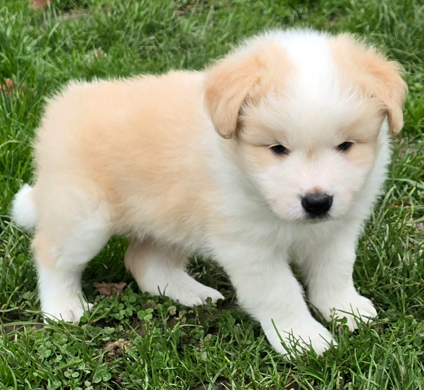 du Paradis des P'tits Cracks - Border Collie - Portée née le 20/10/2025