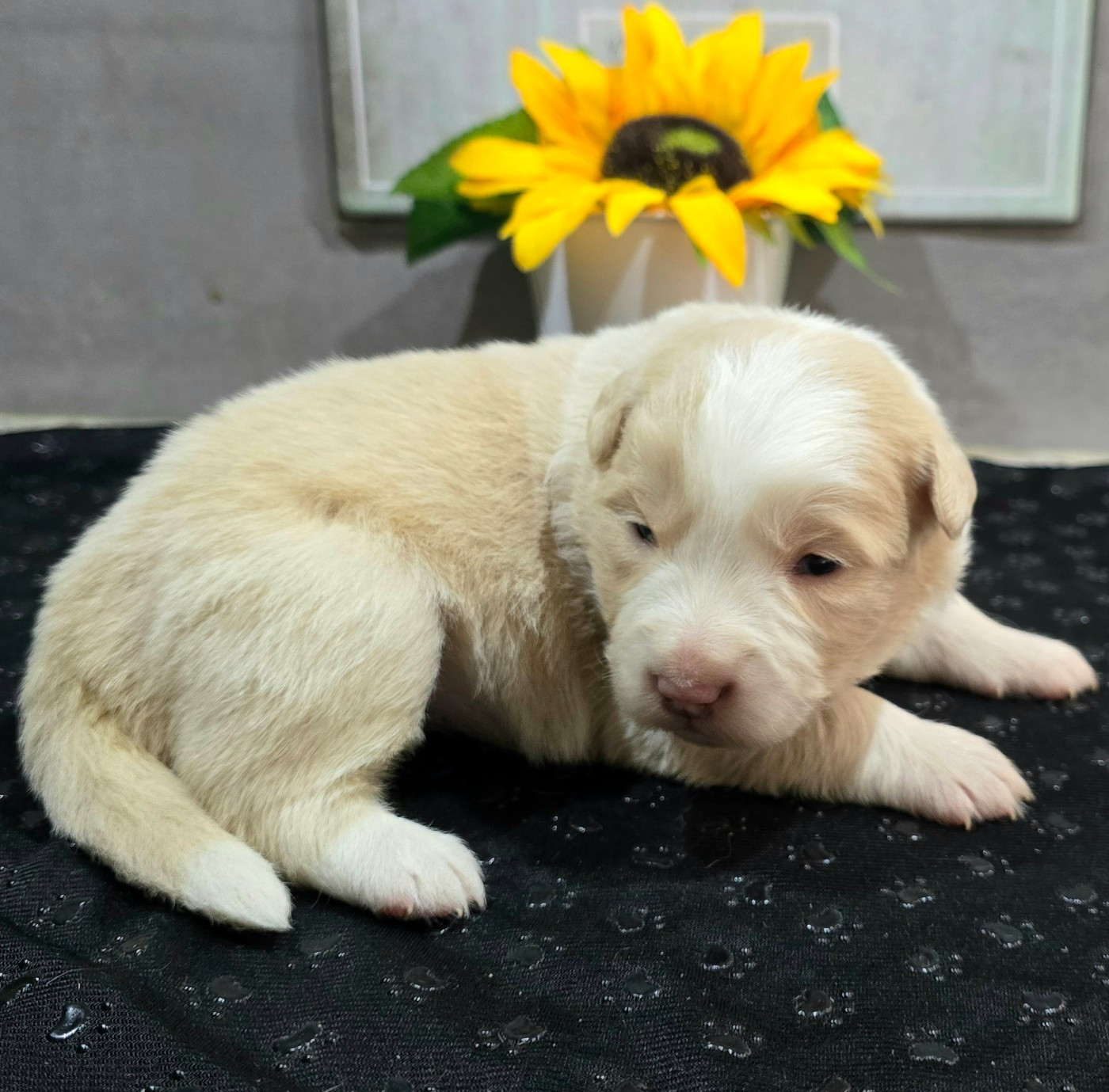 du Paradis des P'tits Cracks - Chiots disponibles - Border Collie