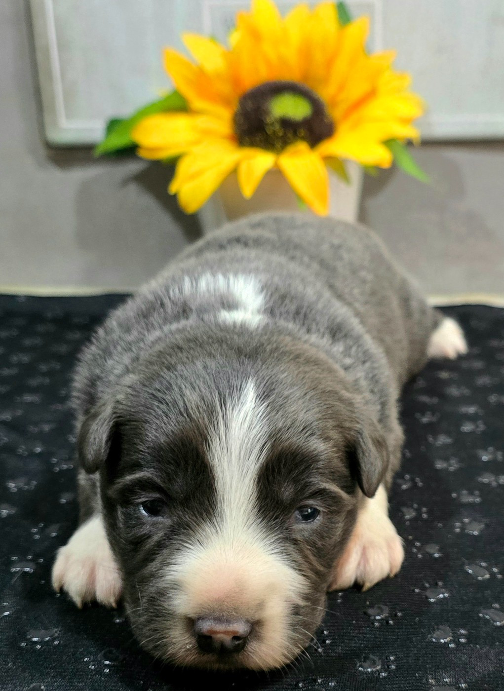 du Paradis des P'tits Cracks - Chiots disponibles - Border Collie