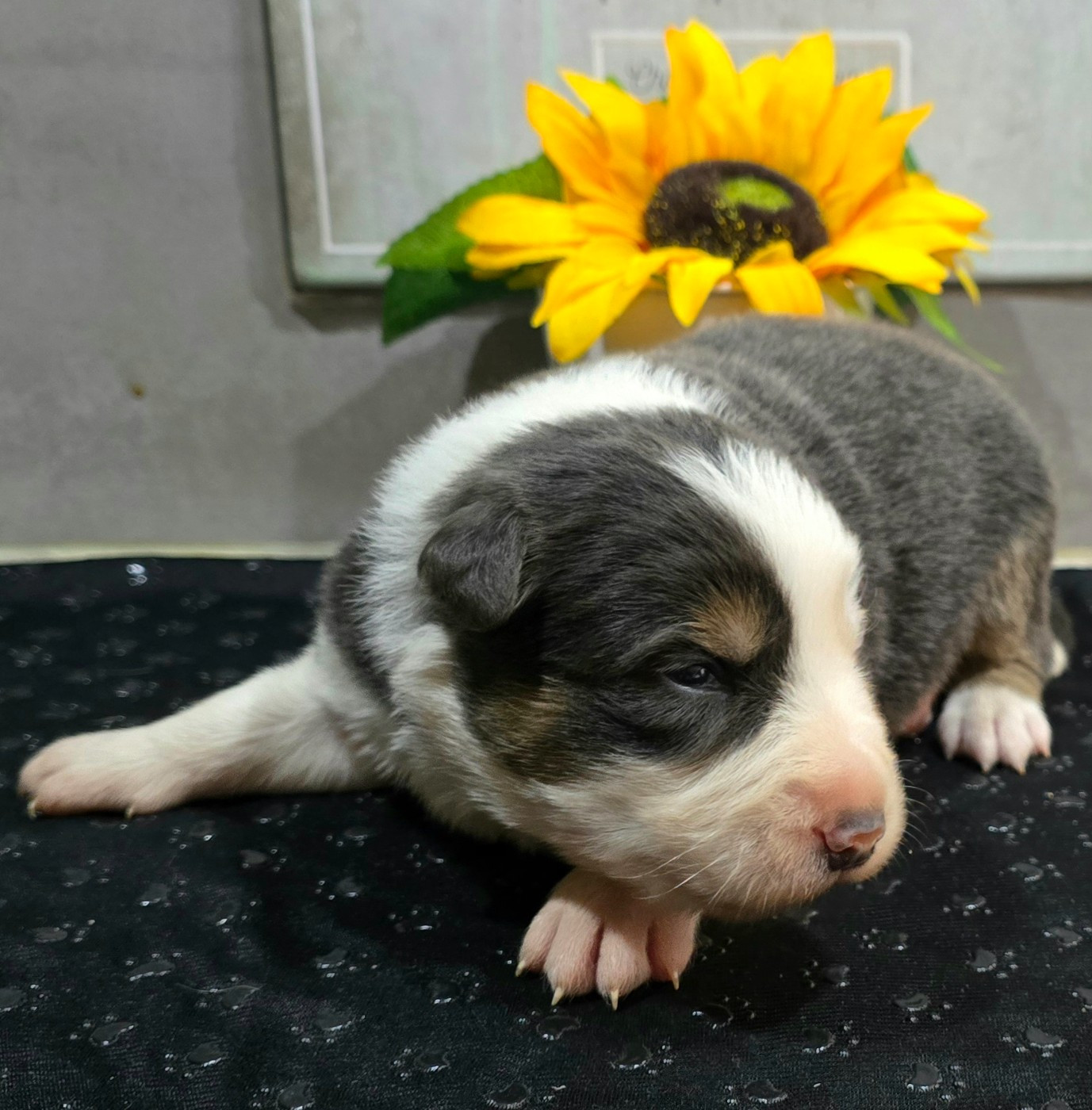 du Paradis des P'tits Cracks - Chiots disponibles - Border Collie