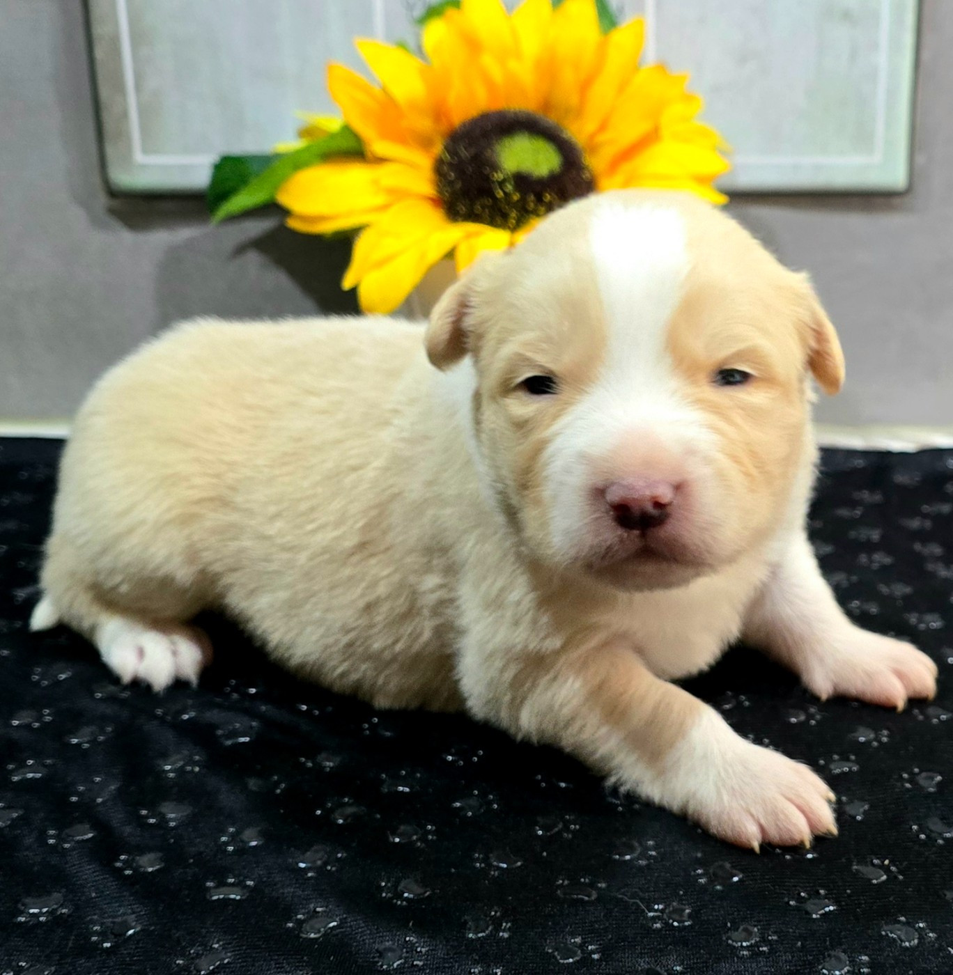 du Paradis des P'tits Cracks - Chiots disponibles - Border Collie