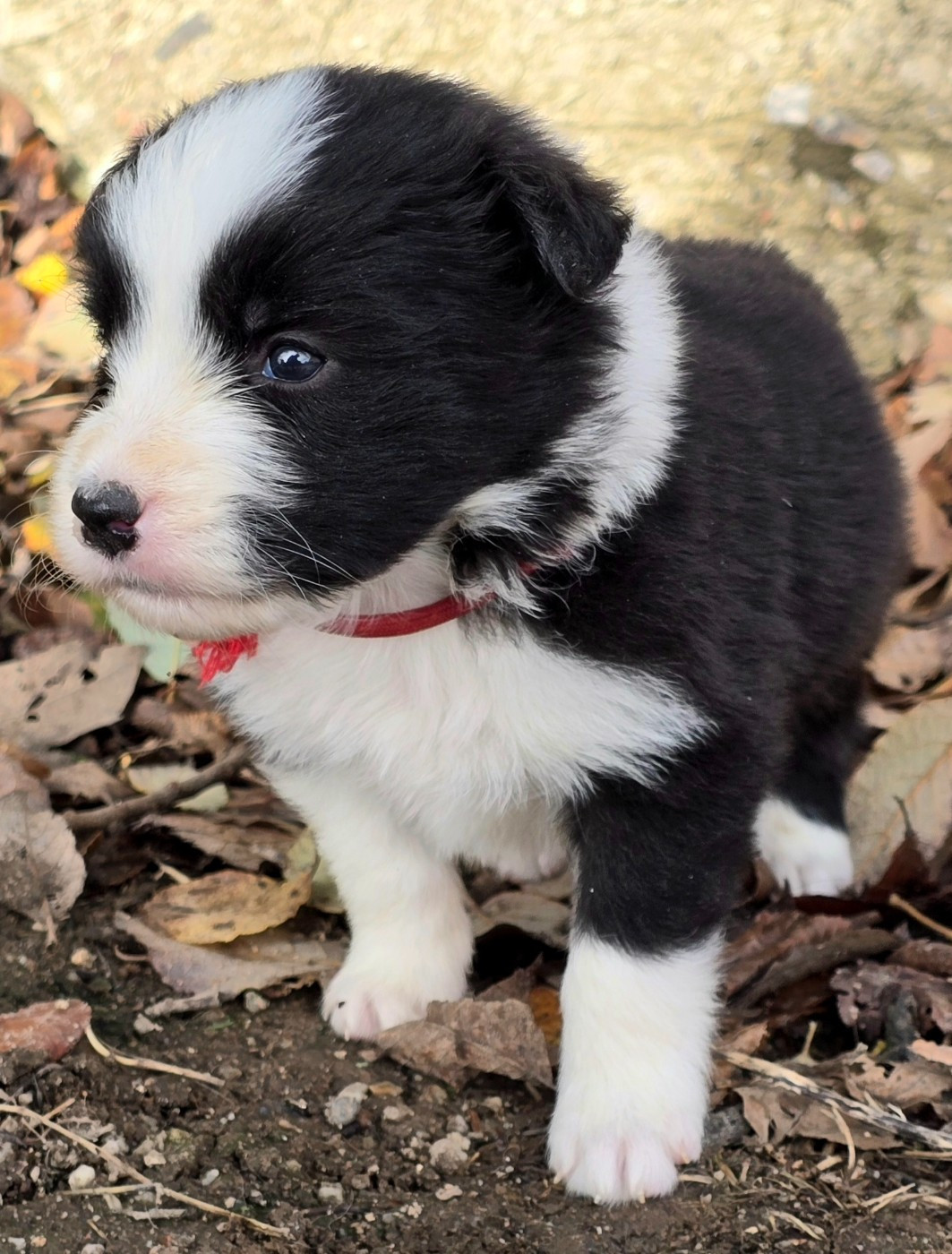 du Paradis des P'tits Cracks - Chiots disponibles - Border Collie