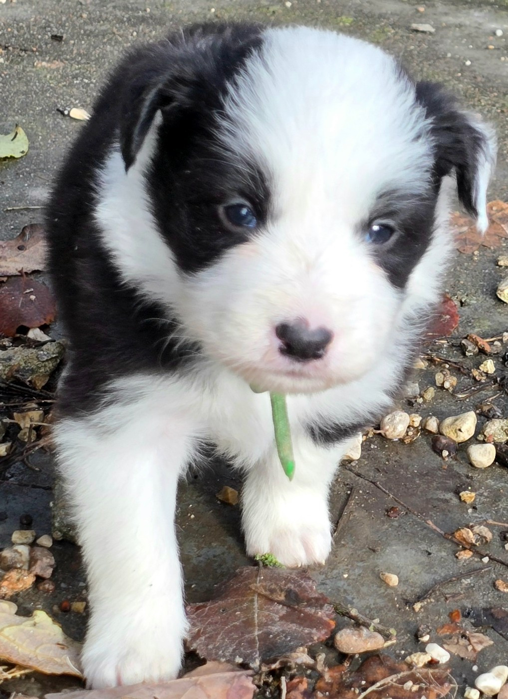 du Paradis des P'tits Cracks - Chiots disponibles - Border Collie